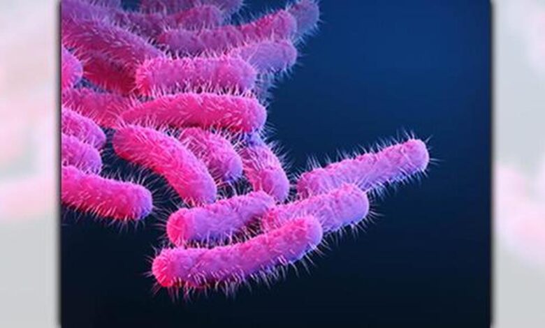 Explained: What is Shigella infection?