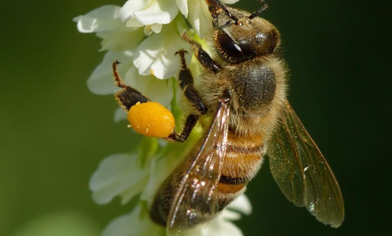 Science quiz | Poisons that became medicines