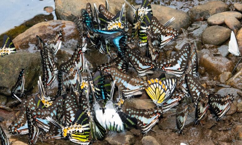 India’s butterfly boom: How Nature walks, parks, and trails are sparking a new conservation movement
