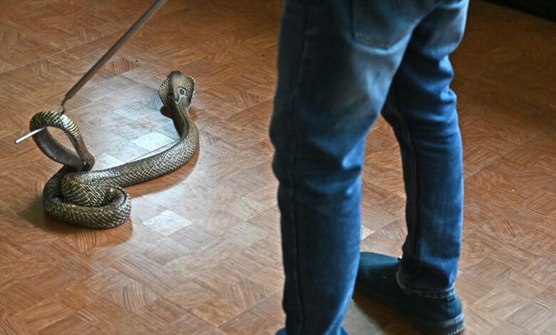 Kerala rolls out action plan to combat snakebite deaths