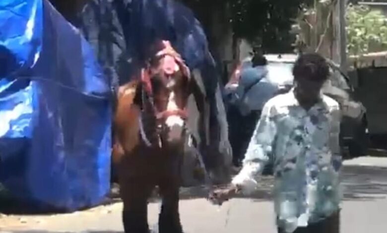 Joyride horse dies of highly contagious zoonotic disease disease in Chennai; Tamil Nadu goes into alert mode