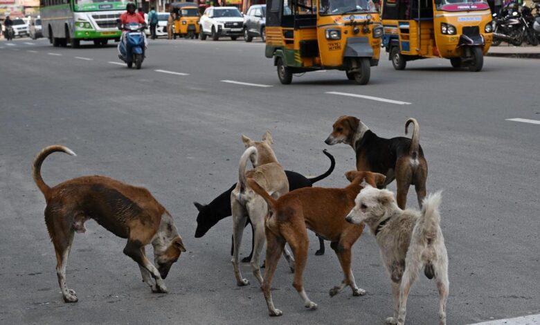 Supreme Court refuses to recall directions to remove stray dogs from public institutions, warns of contempt for non-compliance
