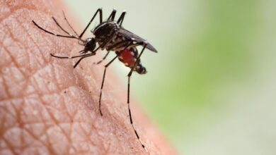 Mosquito menace in Tamil Nadu: Madras High Court orders State-wide survey to identify hotspots