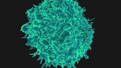 Enhanced CAR-T therapy clears solid tumours by finding ‘faint’ targets