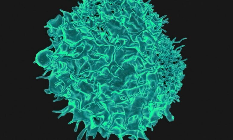 Enhanced CAR-T therapy clears solid tumours by finding ‘faint’ targets