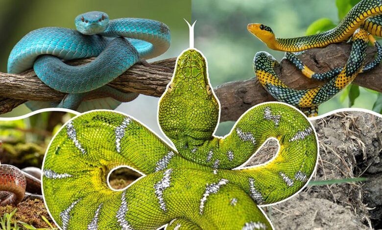 How new fossils and modern technology are tracing the origins of snakes