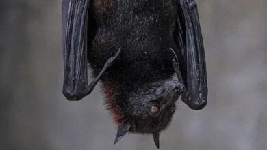 Call to quantify bat poop nutrition for crops