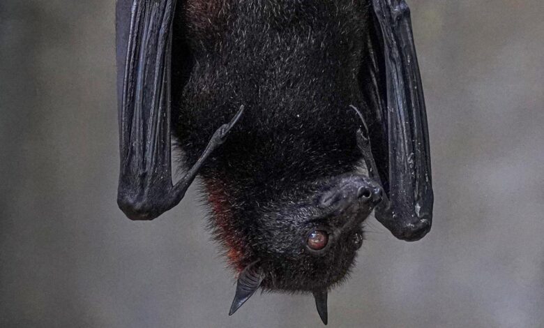 Call to quantify bat poop nutrition for crops