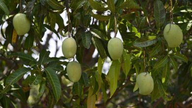 How growers and restaurants are reviving rare heritage varieties of mangoes in West Bengal