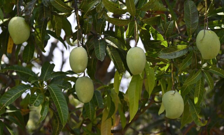 How growers and restaurants are reviving rare heritage varieties of mangoes in West Bengal