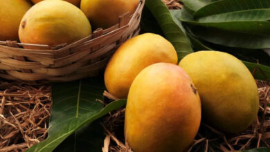 6 simple tips to grow a mango plant in a pot