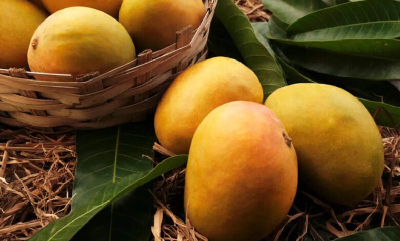 6 simple tips to grow a mango plant in a pot