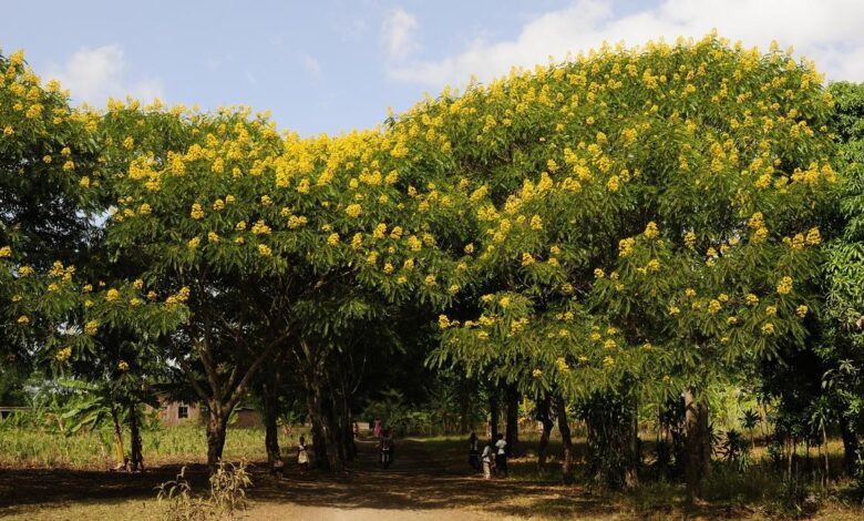 Invasive species may be the wrong enemy in a changing subcontinent