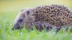 Charity fundraises to bring back wildlife
